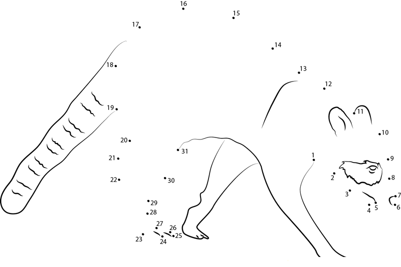 Northern Raccoon dot to dot worksheets