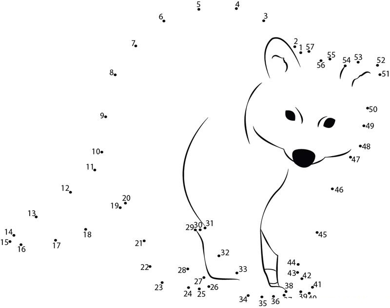 Raccoon dot to dot worksheets