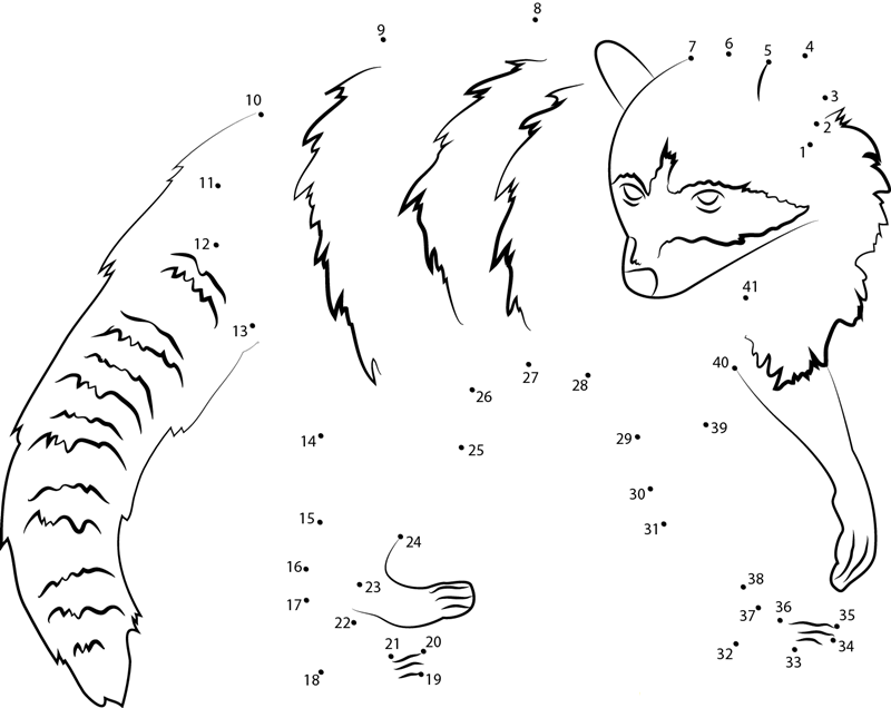 Raccoon dot to dot worksheets