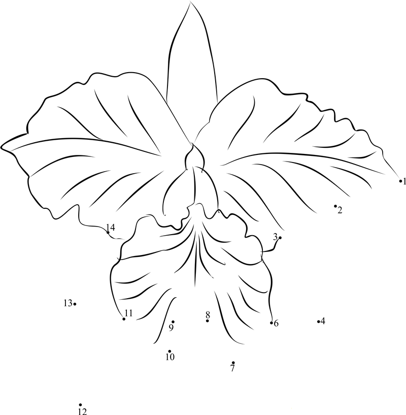 Brazil National Flower Cattleya Orchid printable dot to dot worksheet