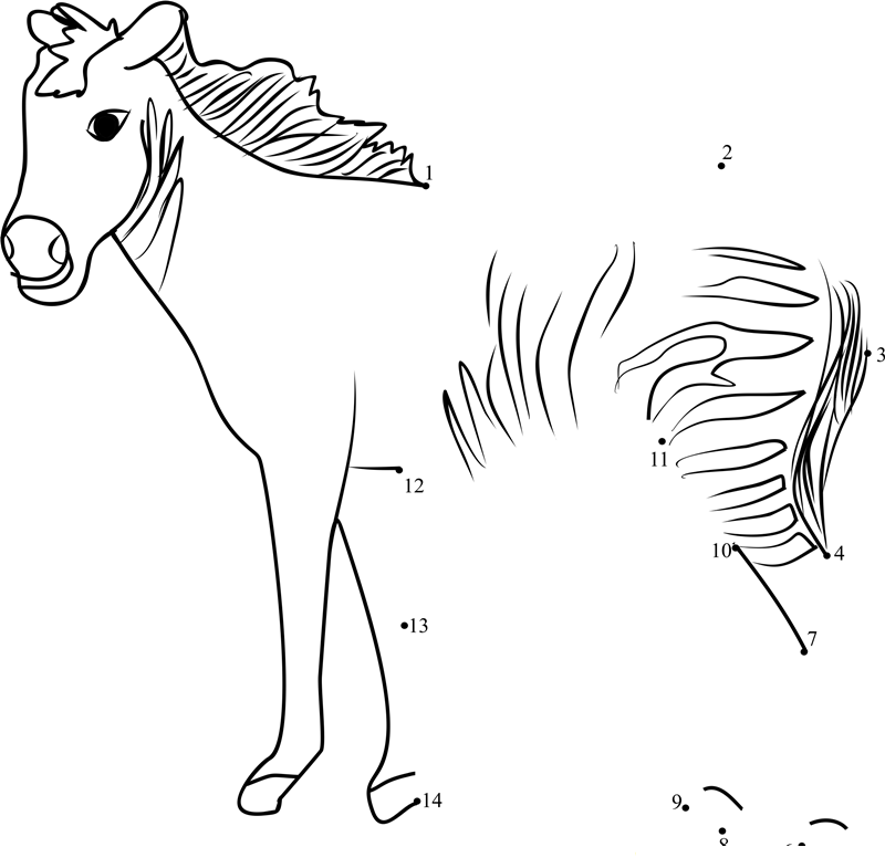 Zorse At A Safari Park In Germany printable dot to dot worksheet