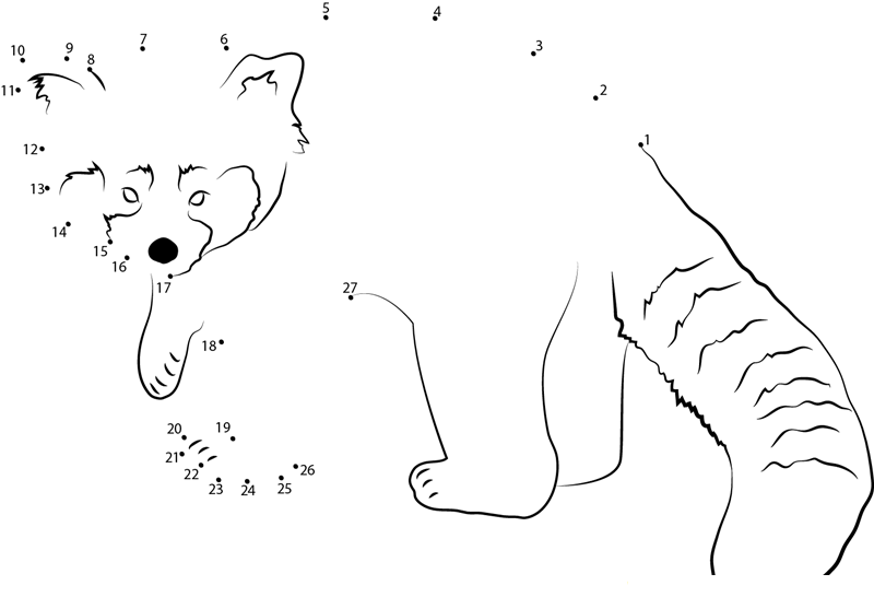 Red Panda Looking Toward Me dot to dot worksheets