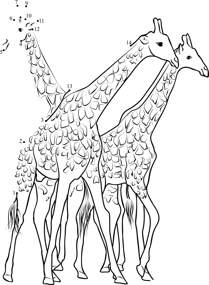 South African Giraffes Fighting dot to dot worksheets