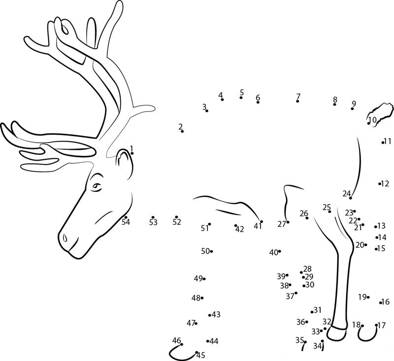 Reindeer Shyness printable dot to dot worksheet