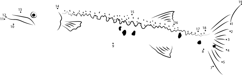 Barracuda Cuba dot to dot worksheets