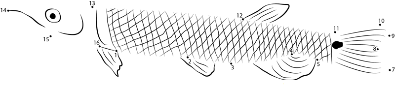 Sharpfin Barracuda dot to dot worksheets