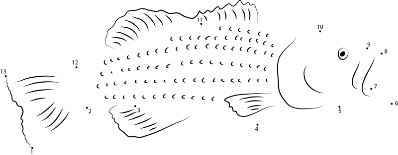 Japanese Sea Bass printable dot to dot worksheet