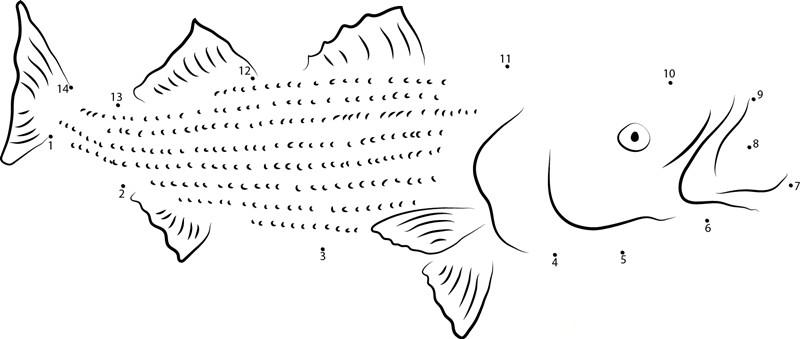 Lateolabrax Latus printable dot to dot worksheet