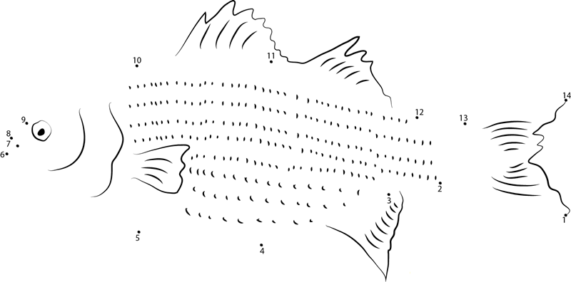 Spotted Bass Fish printable dot to dot worksheet