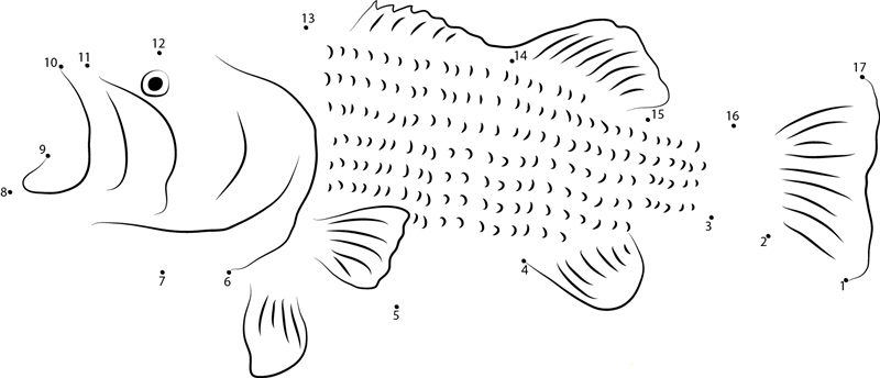 White Bass dot to dot worksheets