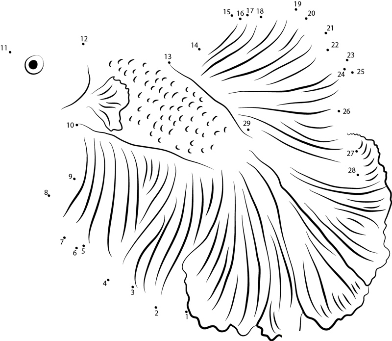 White Betta Fish printable dot to dot worksheet