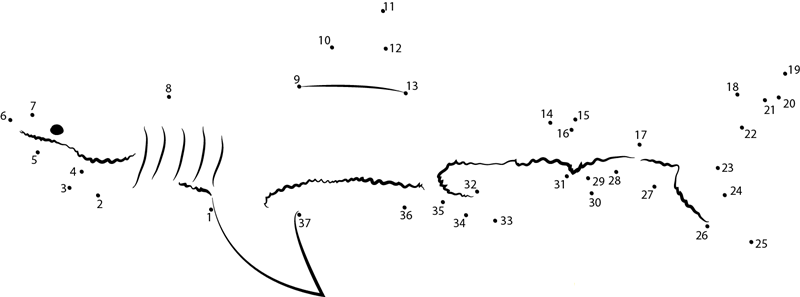 Shark Model dot to dot worksheets