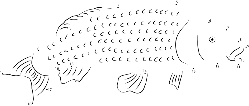 Bighead Carp dot to dot worksheets