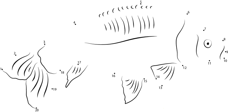 Black Carp dot to dot worksheets