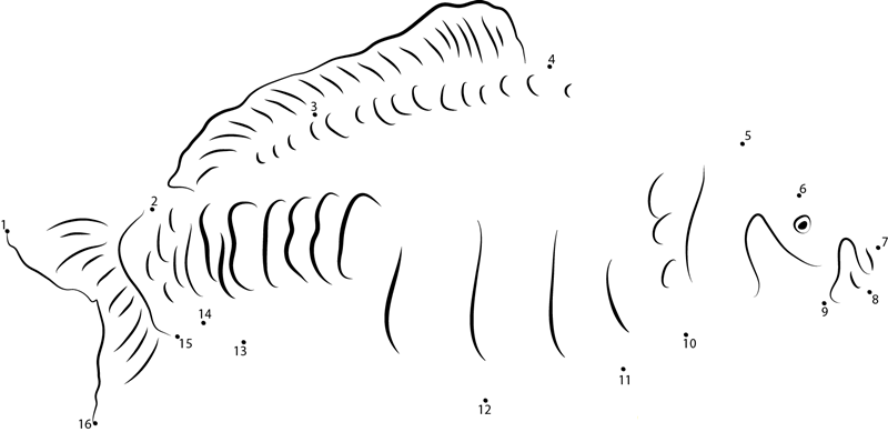 Crucian Carp dot to dot worksheets