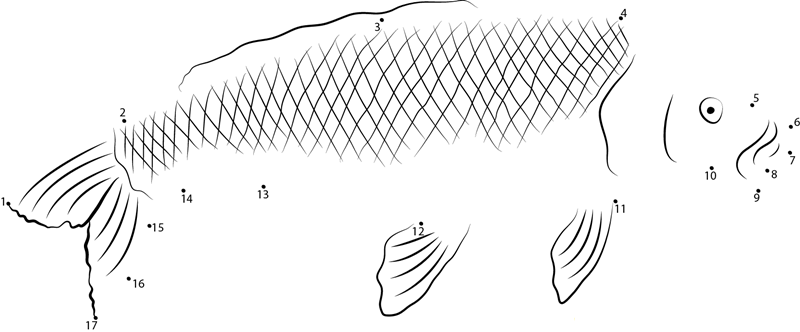 Indian Carp dot to dot worksheets