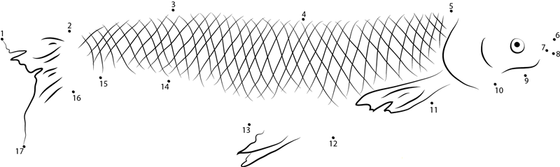 Mud Carp dot to dot worksheets