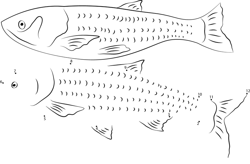 Silver Carp printable dot to dot worksheet