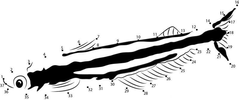 Africano Glass Catfish printable dot to dot worksheet