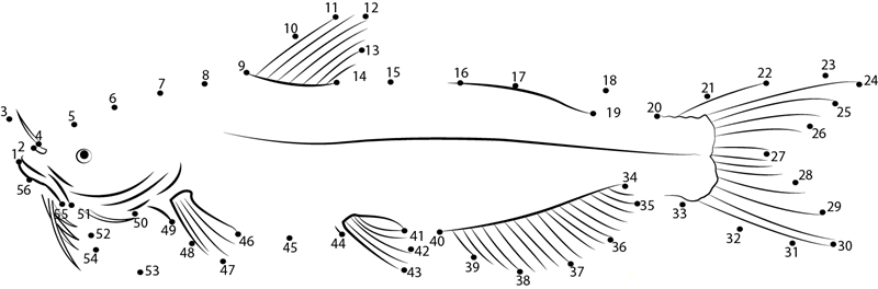 Channel Catfish dot to dot worksheets