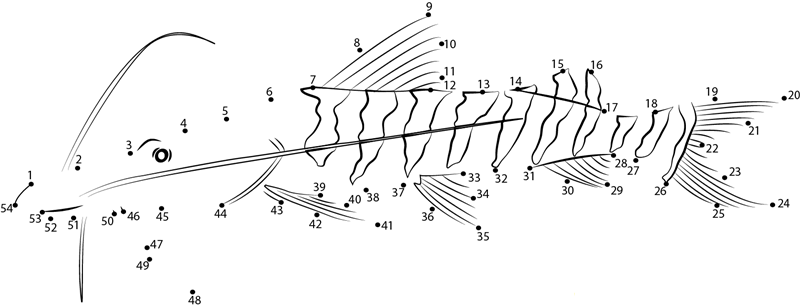 Tigrinus Catfish printable dot to dot worksheet