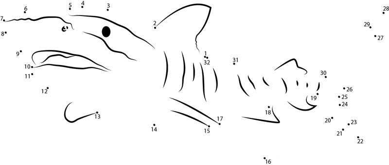 Tiger Shark Great Barrier dot to dot worksheets