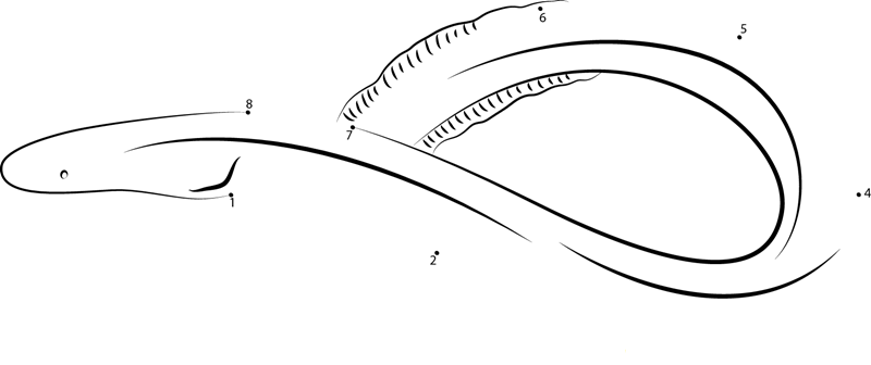 Anguilla Rostrata dot to dot worksheets