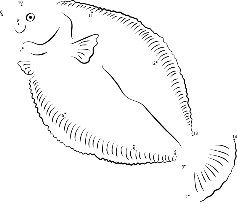 European Flounder printable dot to dot worksheet