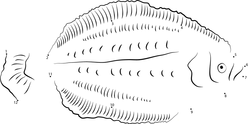 Fringed Flounder Fish printable dot to dot worksheet