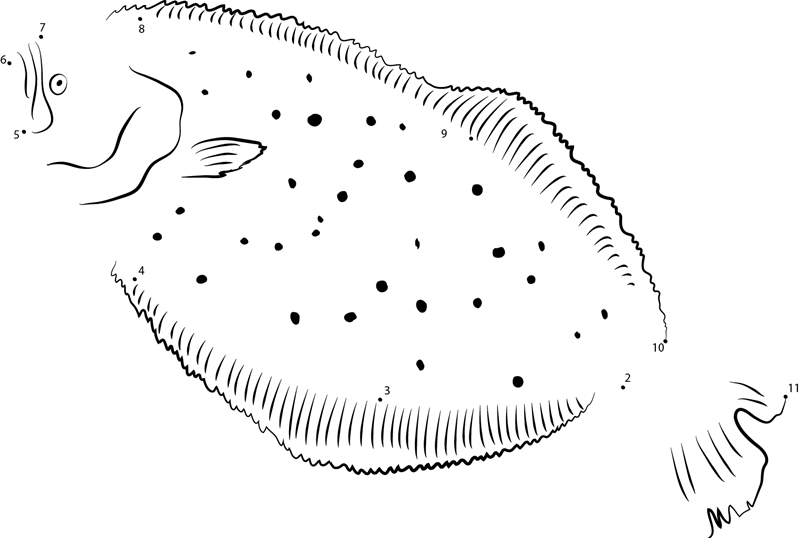 Summer Flounder printable dot to dot worksheet