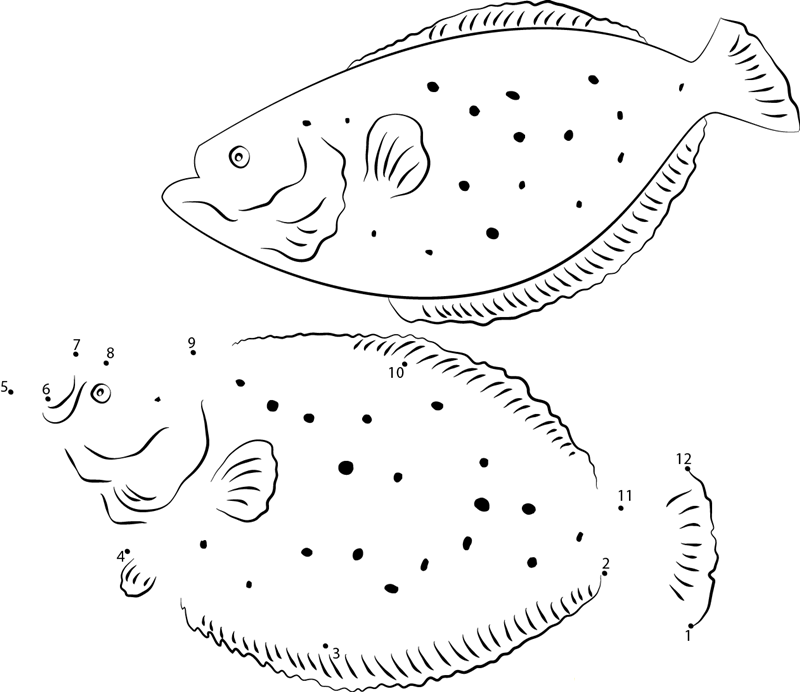 Winter Flounder dot to dot worksheets