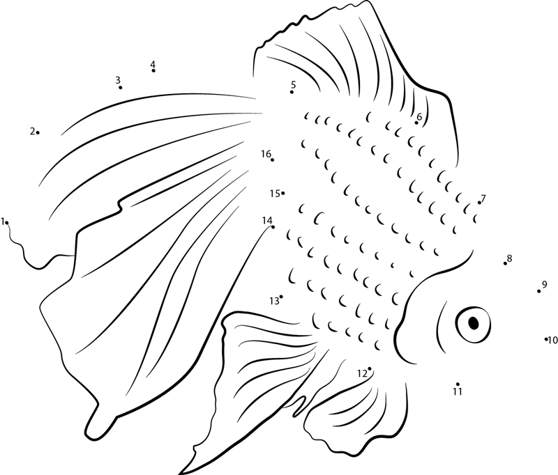 Carassius Auratus Auratus dot to dot worksheets