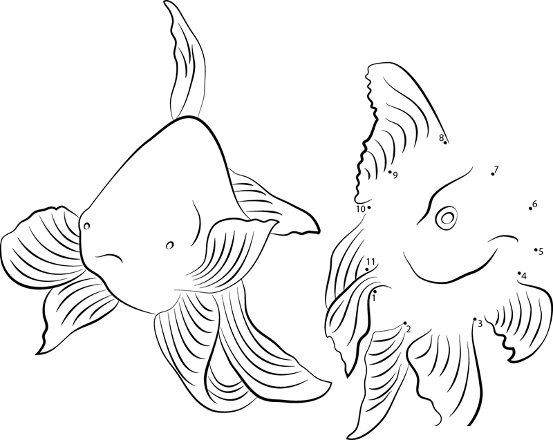 Lionhead Goldfish printable dot to dot worksheet