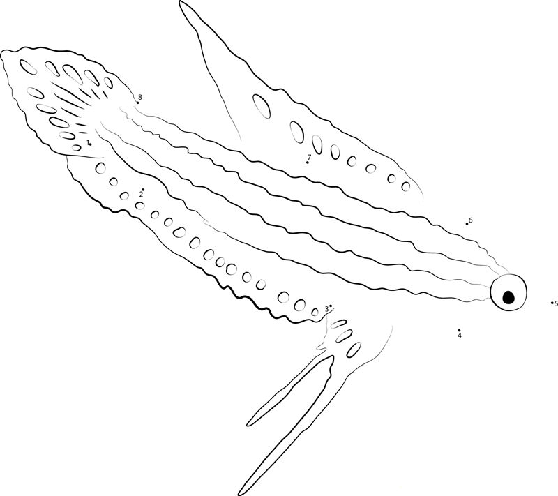 Banded Gourami printable dot to dot worksheet