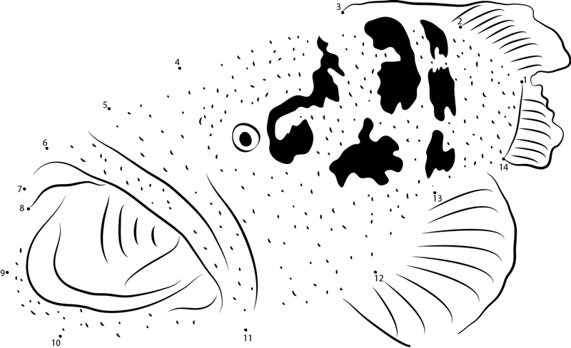 Epinephelus Malabaricus dot to dot worksheets