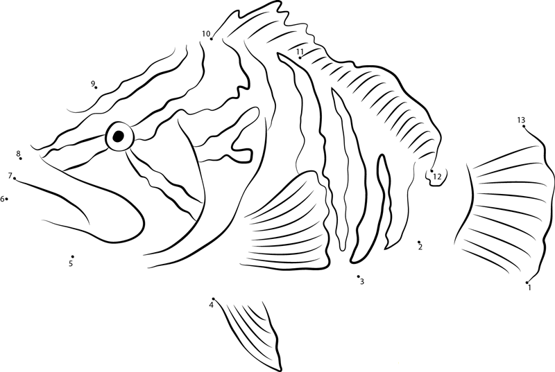 Epinephelus Striatus printable dot to dot worksheet