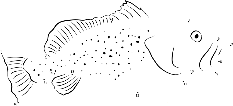 Grouper Fish dot to dot worksheets