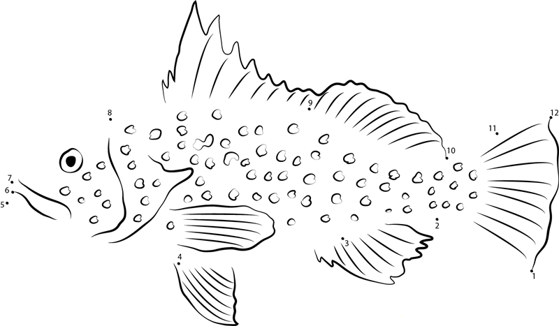 Gulf Coney Grouper dot to dot worksheets