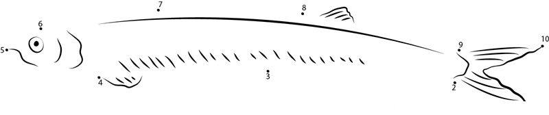 Chirocentrus Dorab dot to dot worksheets