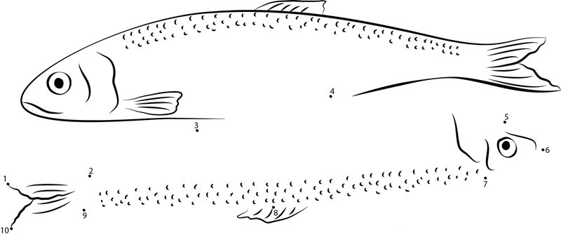 Herring Fish In North America dot to dot worksheets