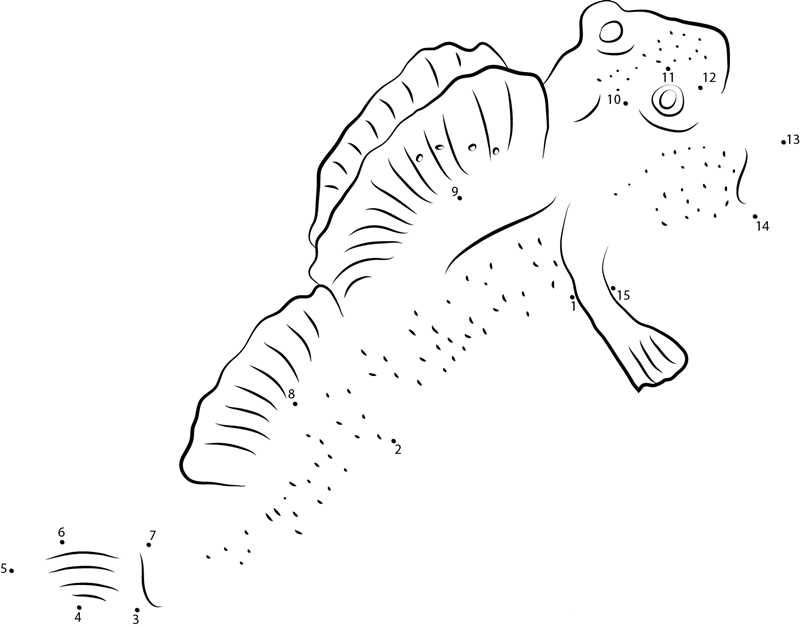 Mudskipper Back To Back dot to dot worksheets