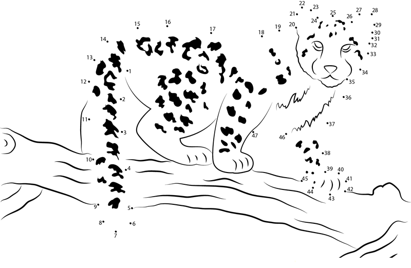 Snow Leopard Baby dot to dot worksheets