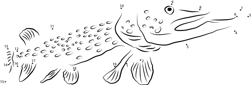 Giant Northern Pike printable dot to dot worksheet