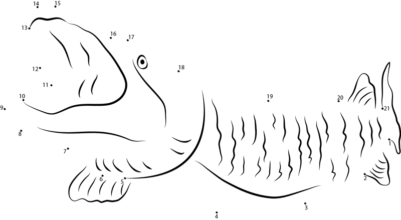 Pike Fish dot to dot worksheets