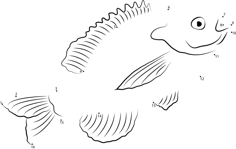 Bream Sunfish printable dot to dot worksheet