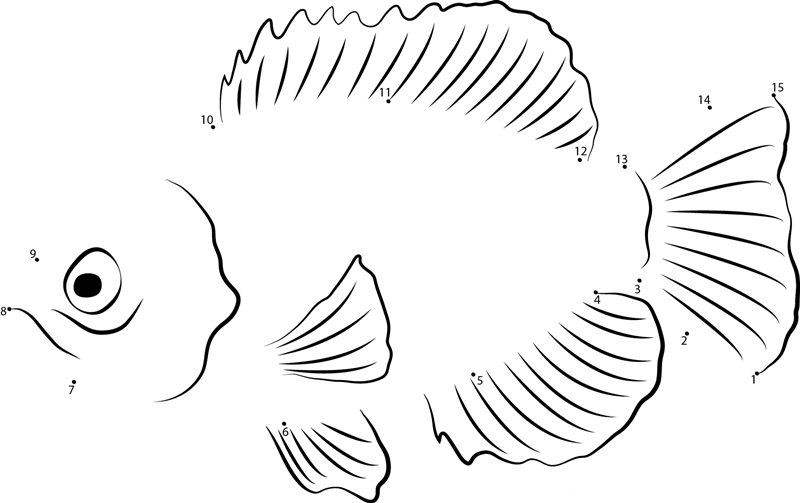 Enneacanthus Obesus dot to dot worksheets