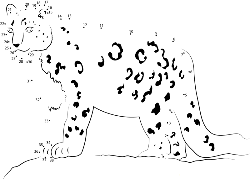 Snow Leopard Looking His Food printable dot to dot worksheet