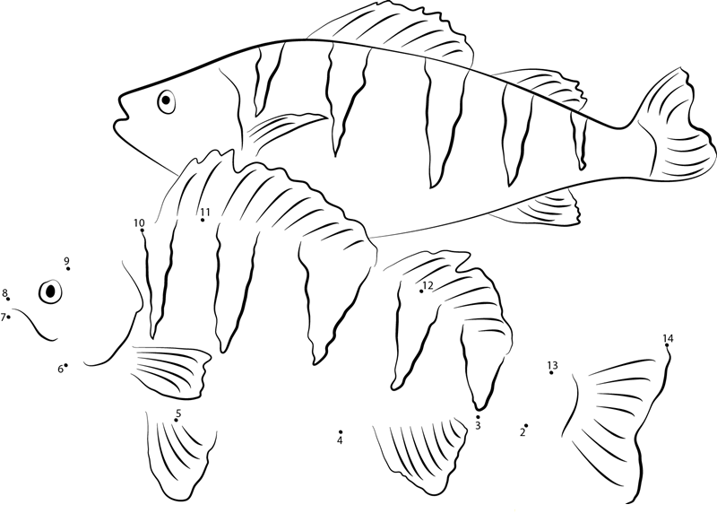 Perch Ready To Eat dot to dot worksheets