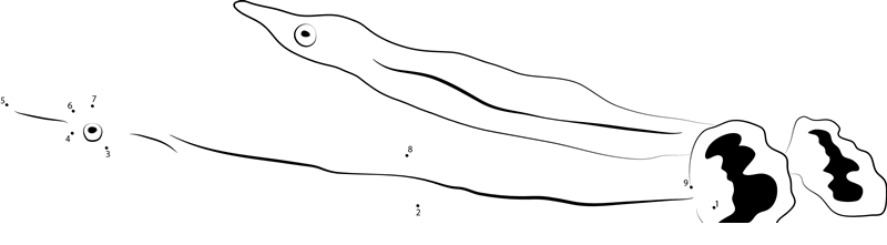 Doryrhamphus Excisus dot to dot worksheets