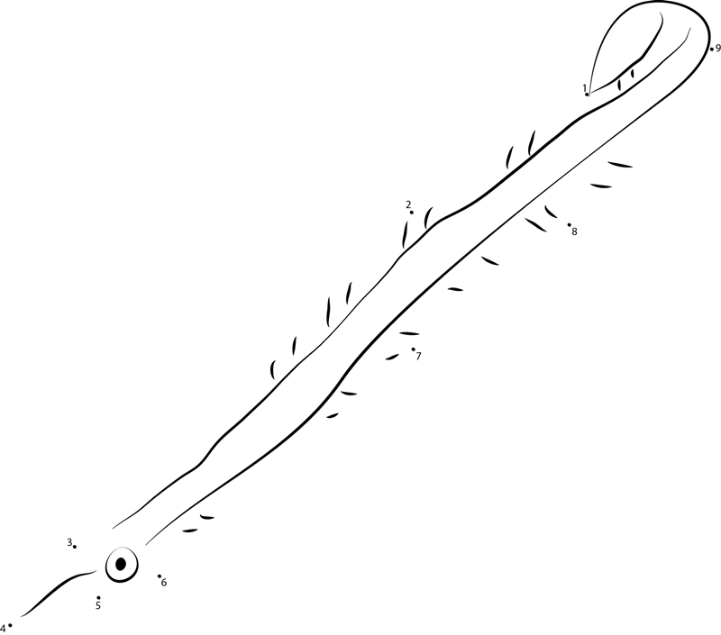 Flagtail Pipefish printable dot to dot worksheet